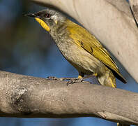 Yellow-throated Honeyeater