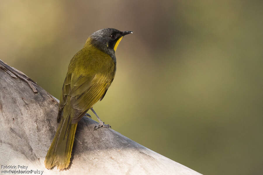 Yellow-throated Honeyeateradult