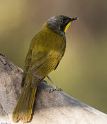 Yellow-throated Honeyeater