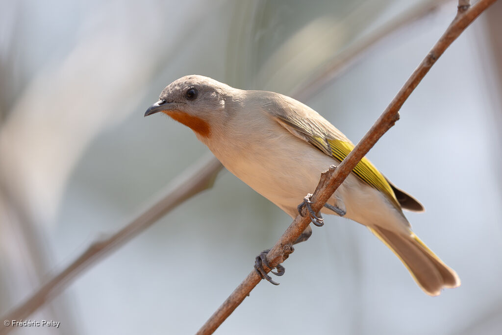 Méliphage à gorge rousseadulte