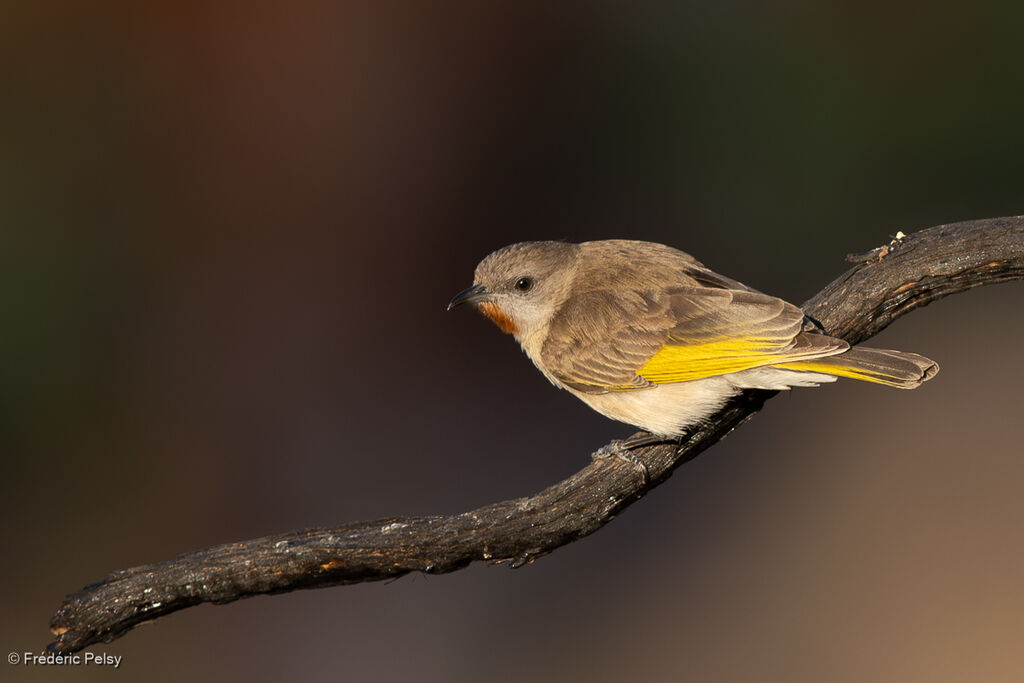 Méliphage à gorge rousseadulte