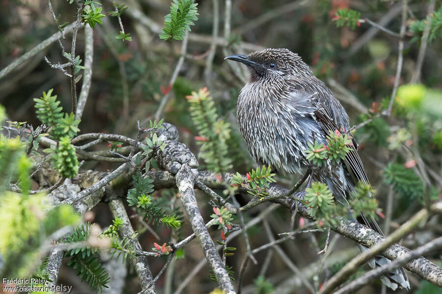 Little Wattlebird