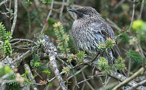 Little Wattlebird