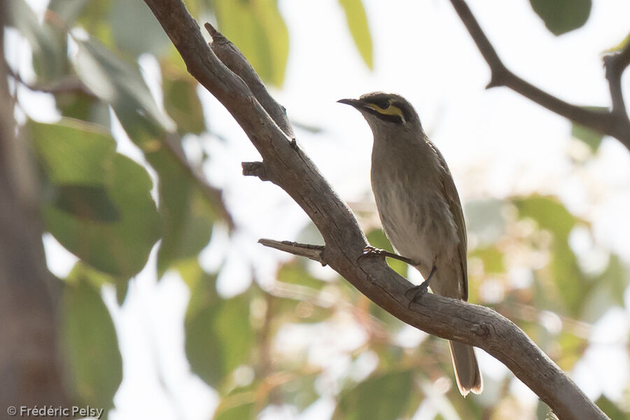 Yellow-faced Honeyeater