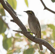 Yellow-faced Honeyeater