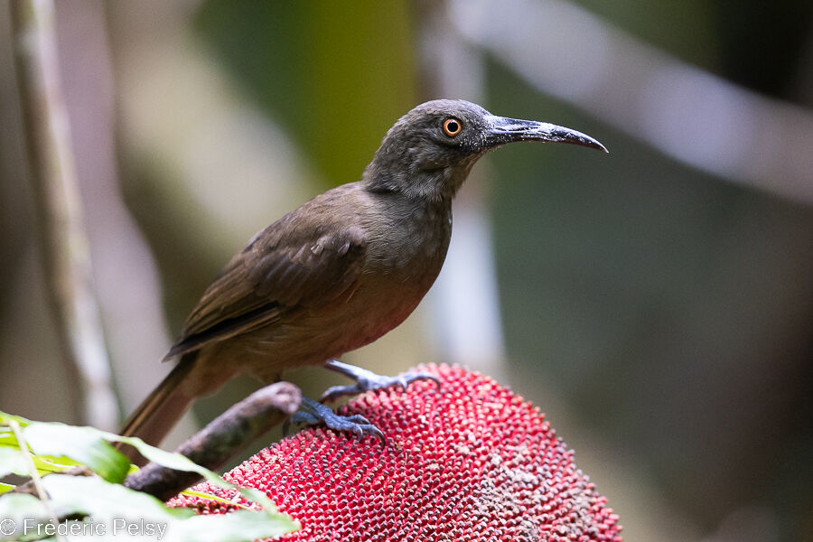 Long-billed Honeyeater