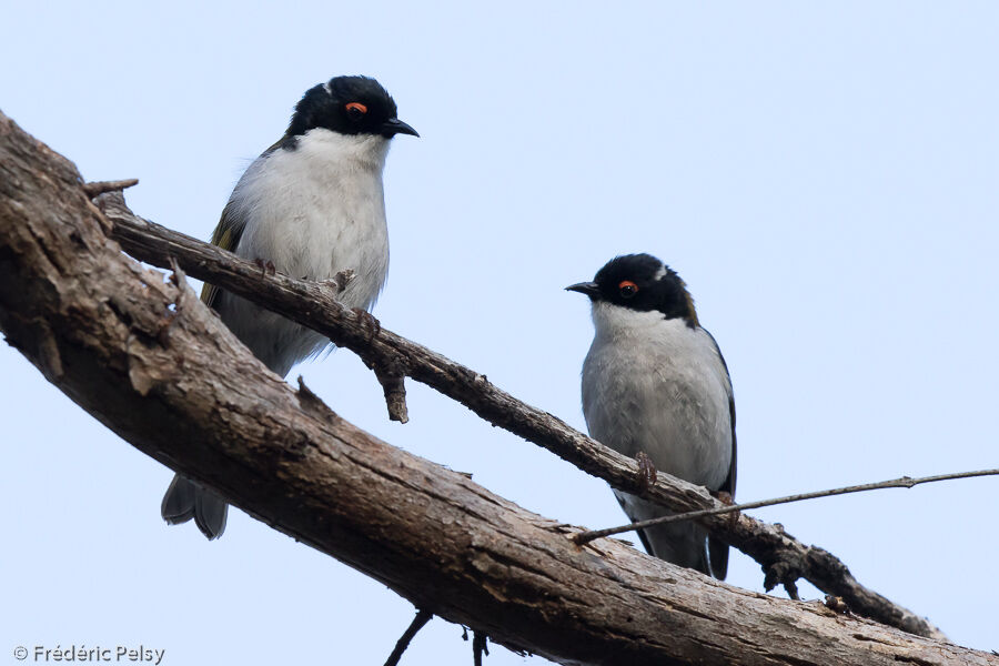 White-naped Honeyeater