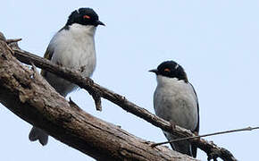 White-naped Honeyeater