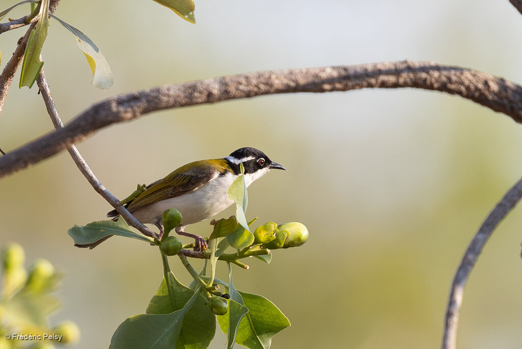 Méliphage à menton blanc