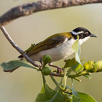 Méliphage à menton blanc
