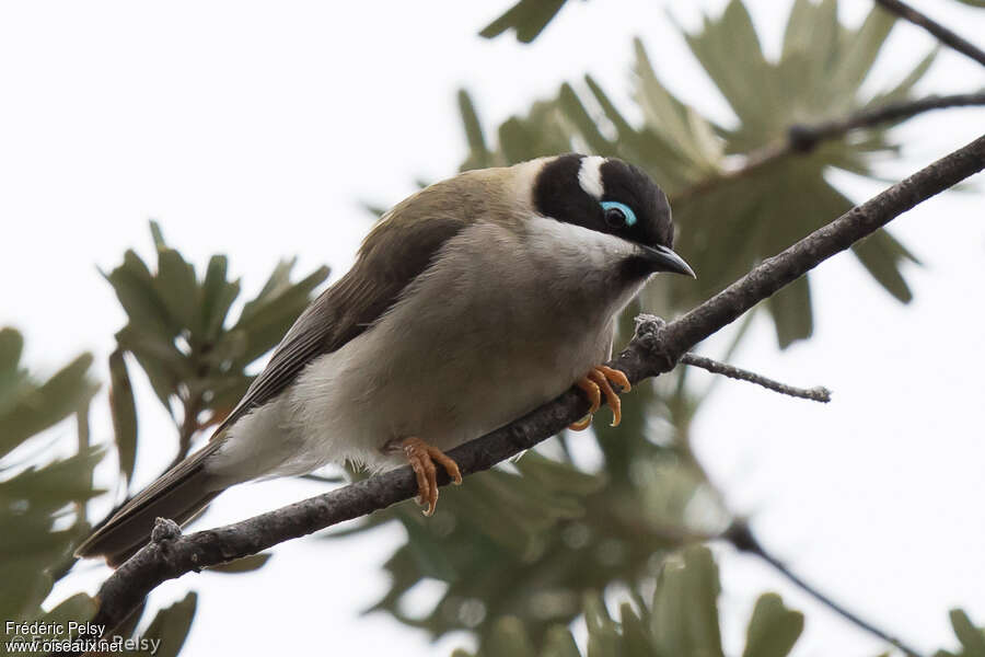 Black-chinned Honeyeater