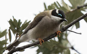 Black-chinned Honeyeater