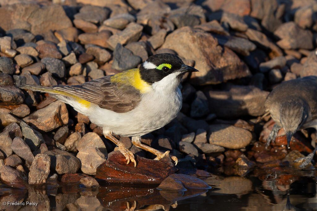 Méliphage à menton noiradulte
