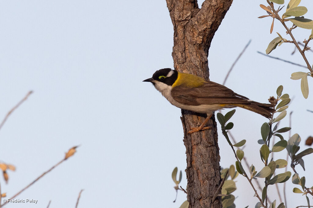 Méliphage à menton noiradulte