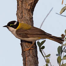 Méliphage à menton noir