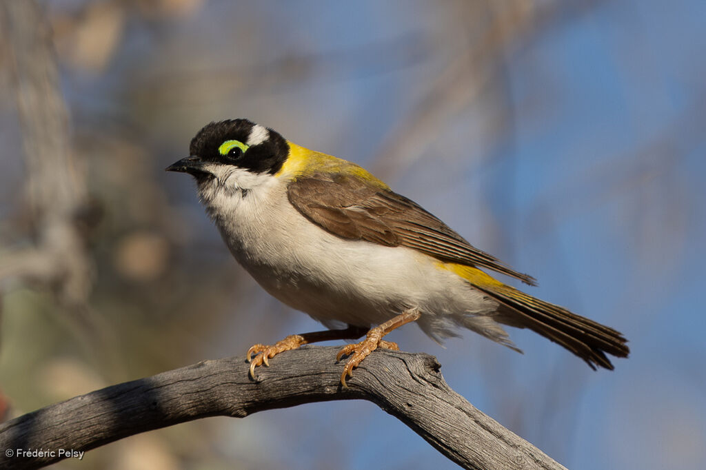 Black-chinned Honeyeateradult