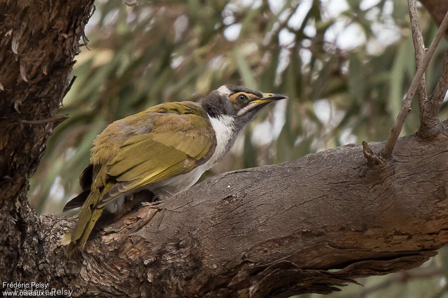 Blue-faced Honeyeaterimmature, identification