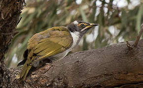 Blue-faced Honeyeater