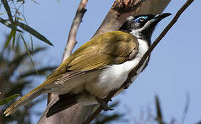 Blue-faced Honeyeater