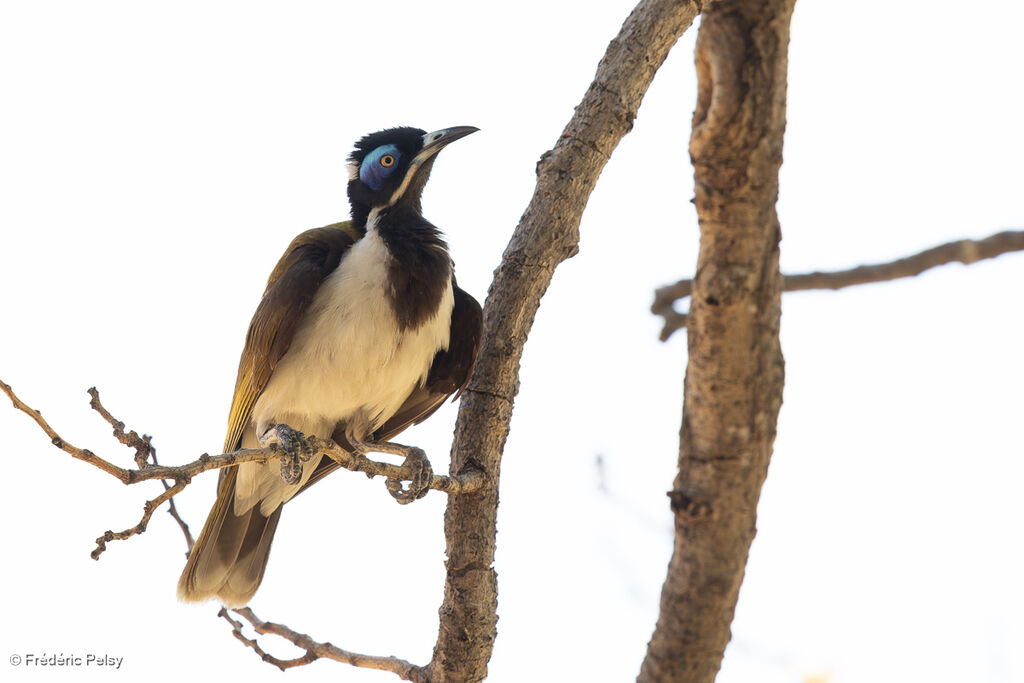 Méliphage à oreillons bleusadulte