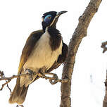 Méliphage à oreillons bleus