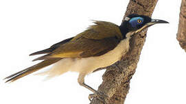 Méliphage à oreillons bleus