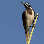 Méliphage à oreillons bleus