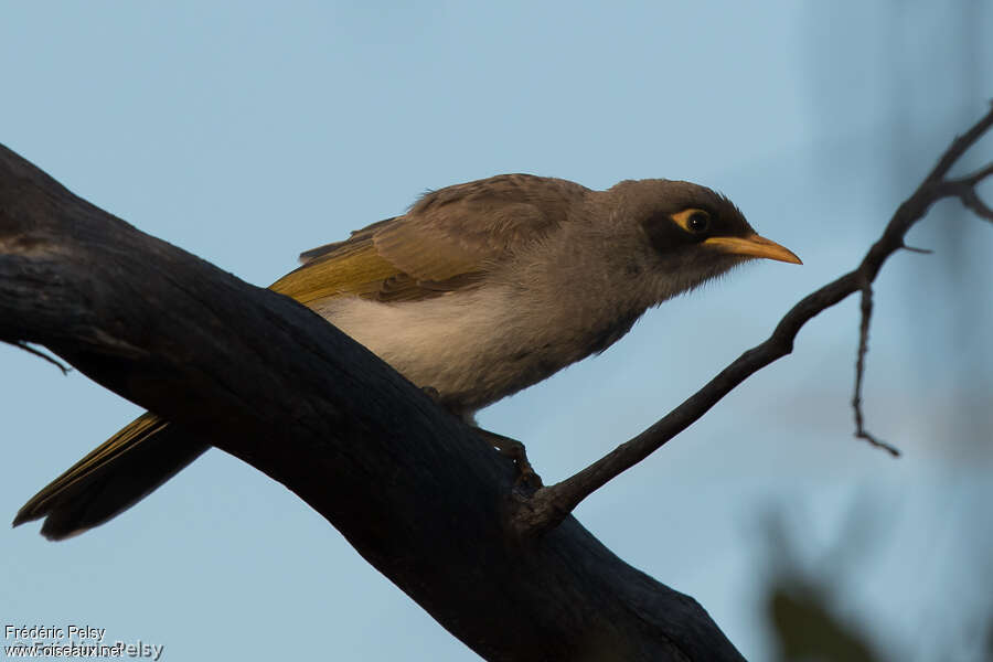 Black-eared Mineradult