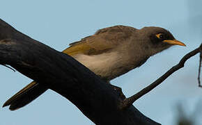 Black-eared Miner