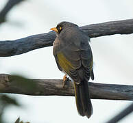 Black-eared Miner