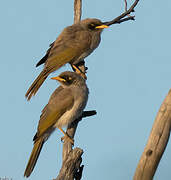 Black-eared Miner