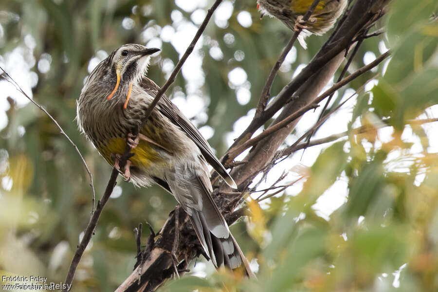 Yellow Wattlebirdadult