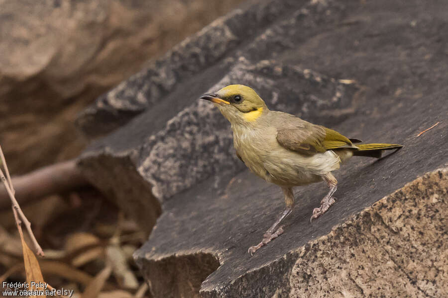 Grey-fronted Honeyeaterjuvenile