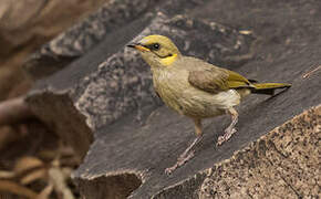 Grey-fronted Honeyeater