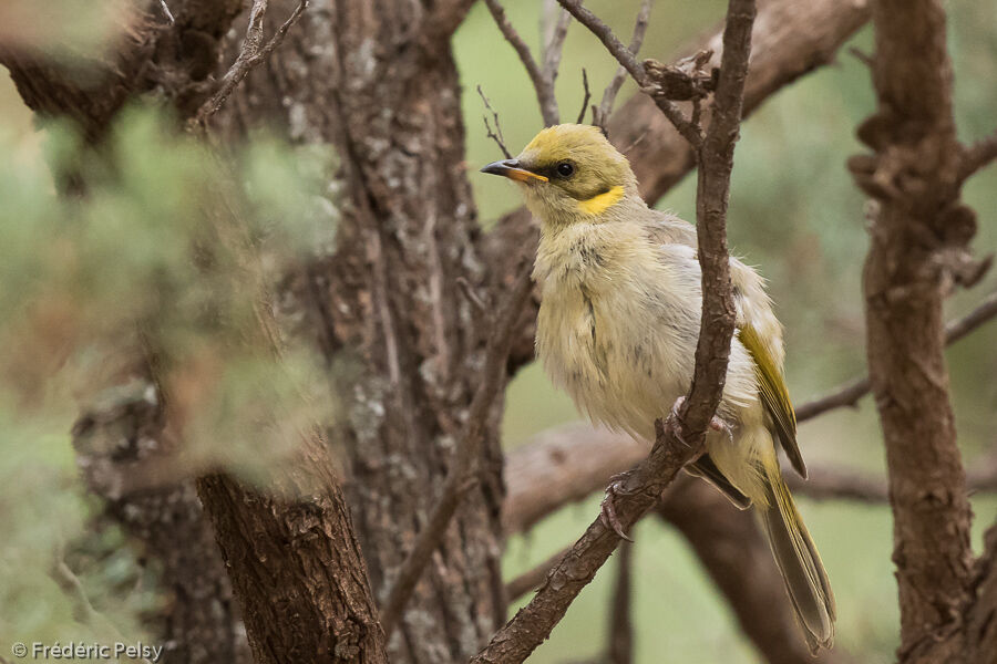 Grey-fronted Honeyeater