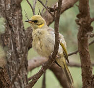 Grey-fronted Honeyeater