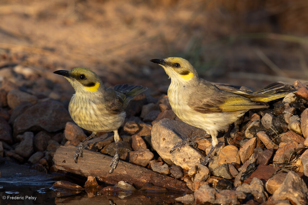Méliphage à plumet noiradulte