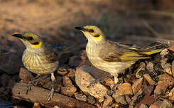 Méliphage à plumet noir