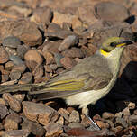 Méliphage à plumet noir