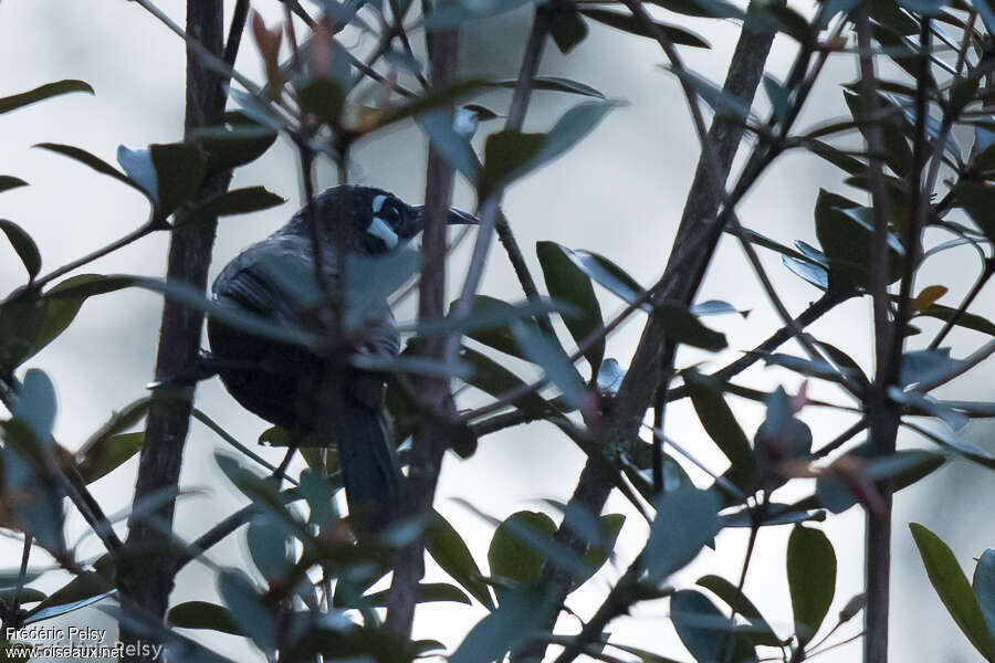 White-eared Myza