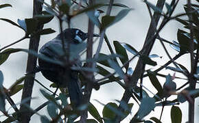 White-eared Myza