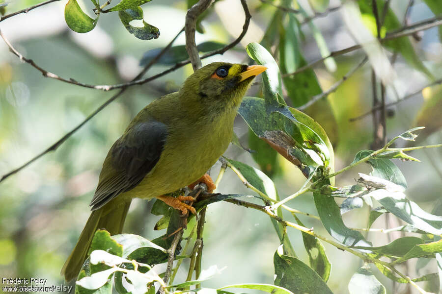 Bell Mineradult, identification