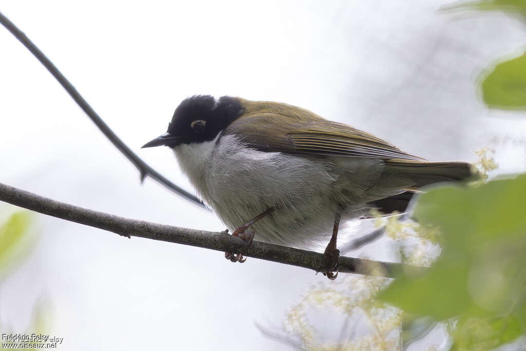 Méliphage à sourcils rouges