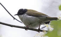Méliphage à sourcils rouges