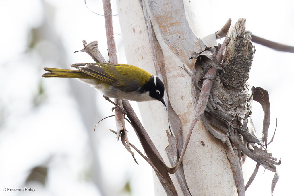 Méliphage à sourcils rouges - Méliphage du Swan<br />adulte