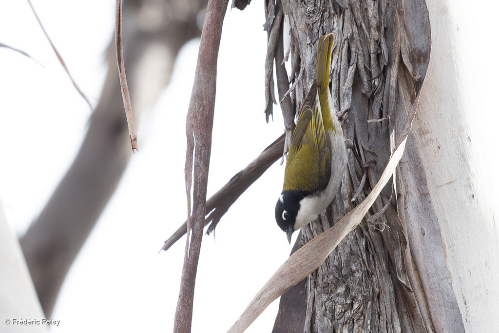 Méliphage à sourcils rouges