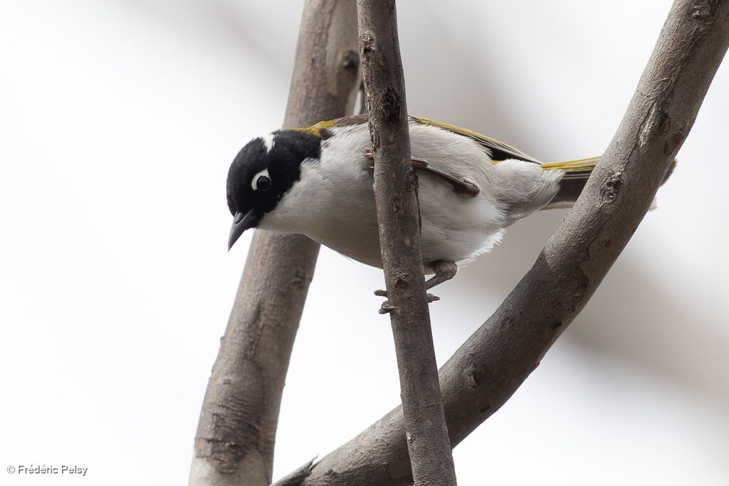 Méliphage à sourcils rouges