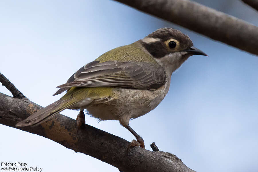 Brown-headed Honeyeater, identification