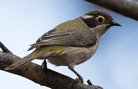 Brown-headed Honeyeater