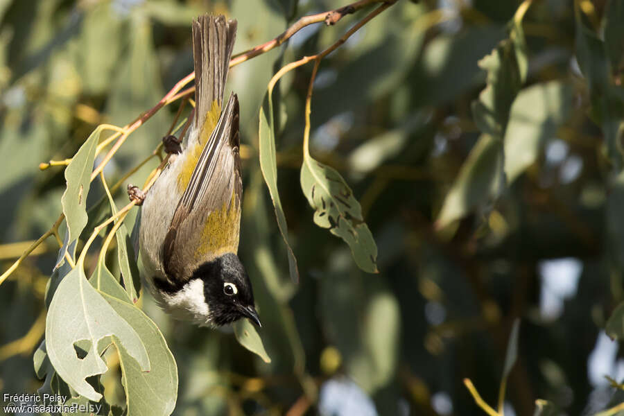 Black-headed Honeyeater male adult, identification